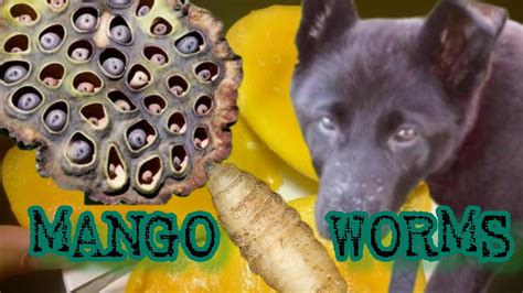 youtube mango worms|mango worm infestation videos.